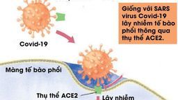 Cách vi-rút corona xâm nhập vào cơ thể và mức độ trầm trọng của các triệu chứng do vi-rút gây ra