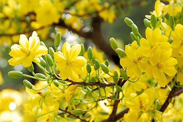 Kể chuyện cho bé - Câu chuyện "Sự tích hoa mai vàng"